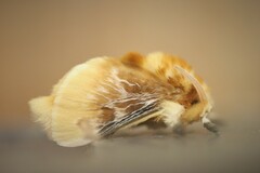 Megalopyge opercularis