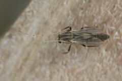 Chironomoidea