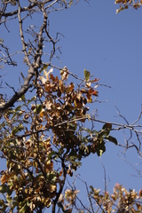Combretum