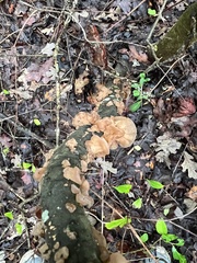 Phaeotremella foliacea
