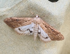 Parapoynx stratiotata