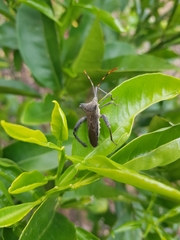 Elasmopoda