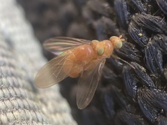 Chyromyidae