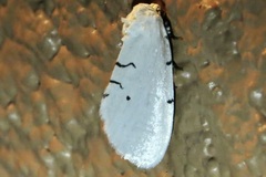 Hemioslaria pima