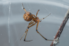 Theridion melanostictum