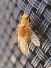 Chyromyidae