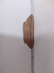 Epiphryne verriculata