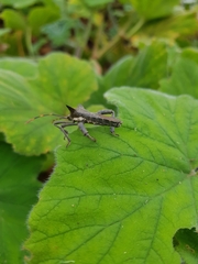 Elasmopoda