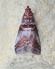 Acrobasis advenella