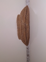 Epiphryne verriculata