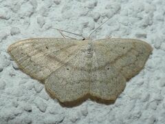 Scopula nigropunctata