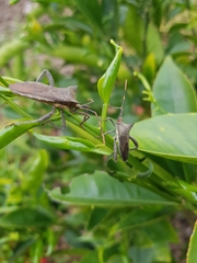 Elasmopoda