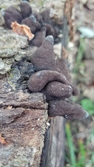 Xylaria polymorpha