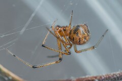 Theridion melanostictum