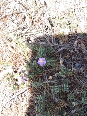 Spergula