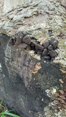 Xylaria polymorpha