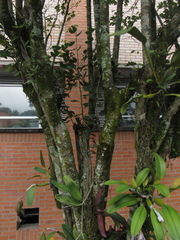 Bauhinia variegata