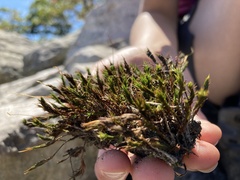 Hedwigia ciliata