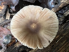 Pluteus cervinus