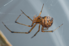 Theridion melanostictum