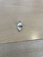 Heliopetes ericetorum