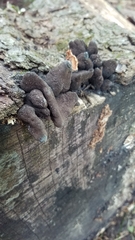 Xylaria polymorpha