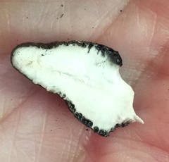 Xylaria polymorpha