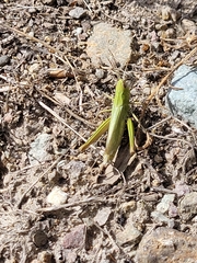 Chorthippus dorsatus