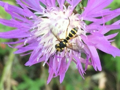 Conopini