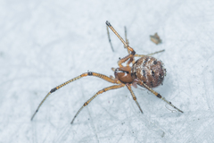 Theridion melanostictum