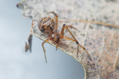 Theridion melanostictum