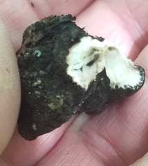 Xylaria polymorpha