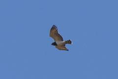 Circaetus pectoralis