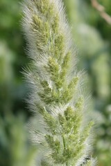 Polypogon monspeliensis