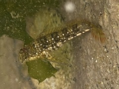 Coryphoblennius galerita