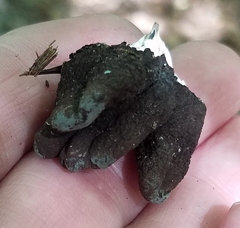 Xylaria polymorpha