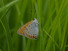 Lycaena dispar