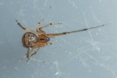 Theridion melanostictum