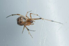 Theridion melanostictum