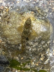 Coryphoblennius galerita