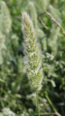 Polypogon monspeliensis