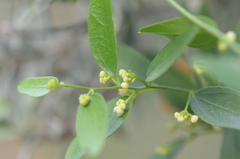 Cocculus diversifolius