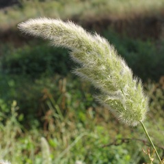 Polypogon monspeliensis