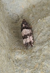 Notocelia incarnatana