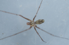 Spermophorides mediterranea