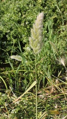 Polypogon monspeliensis