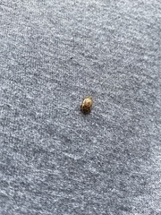 Calotheca