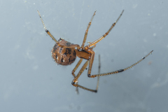 Theridion melanostictum