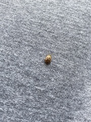 Calotheca