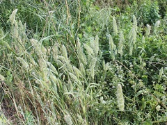 Polypogon monspeliensis